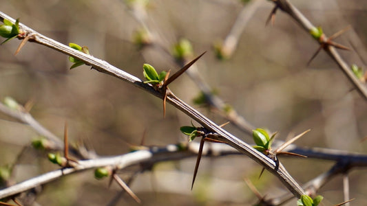 Berberine nedir? Kaynağı, kullanımı ve bilinmesi gerekenler